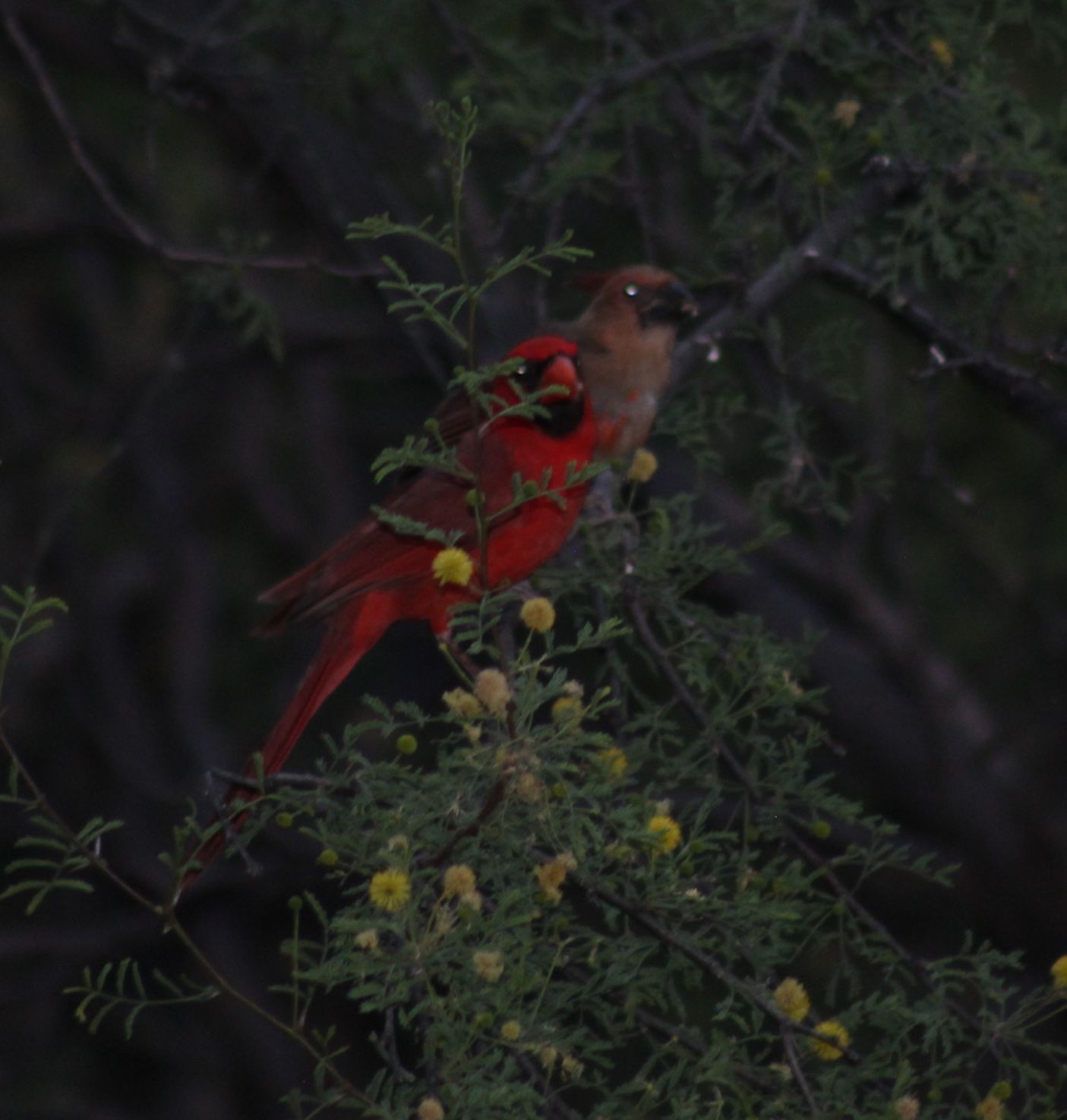Cardinal Father and Son